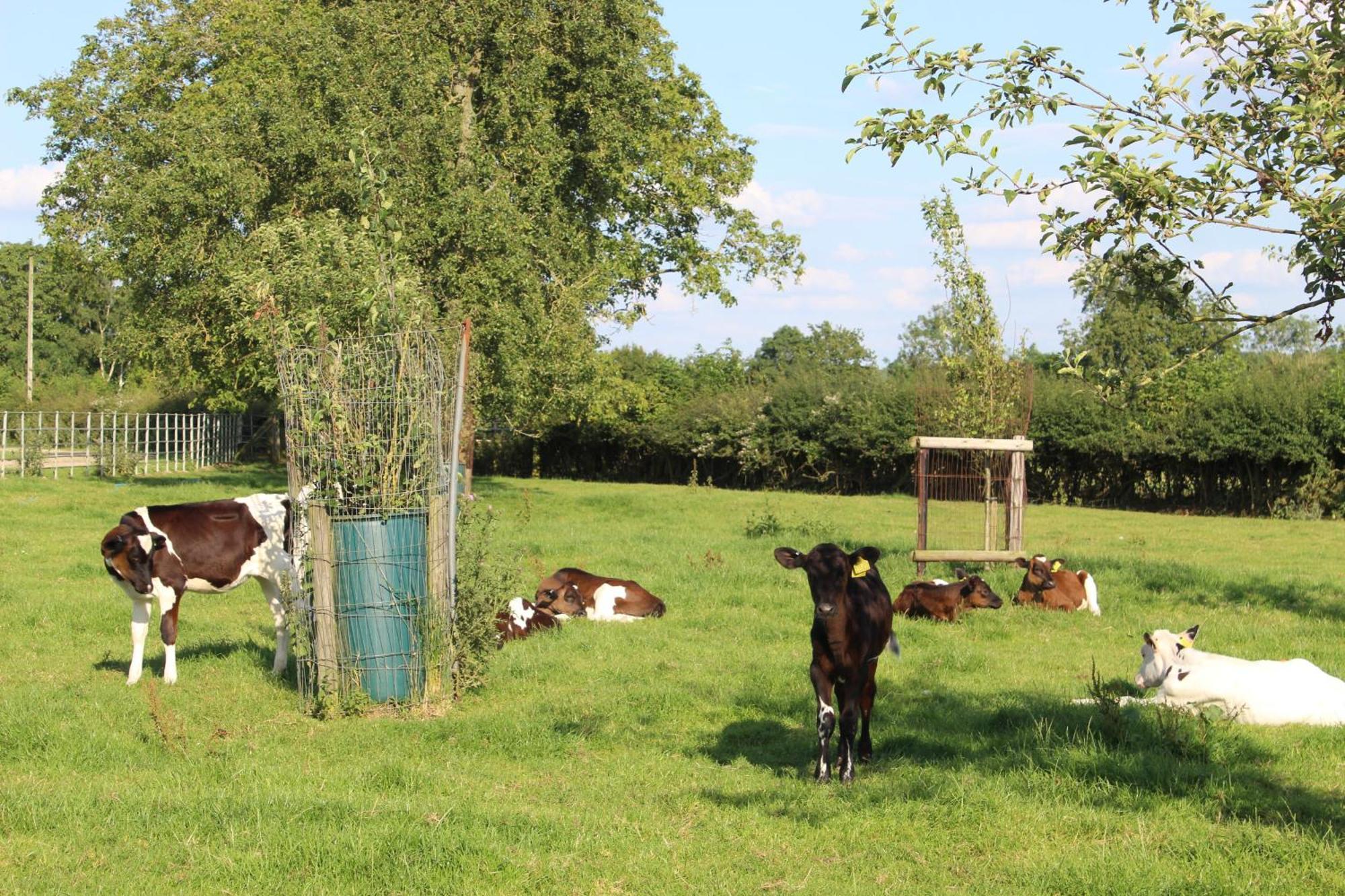 Parkfields Barns Self Catering Accommodation باكنغهام المظهر الخارجي الصورة